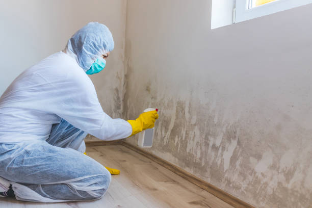 Licensed Black Mold Removal service in Pentwater, MI - WQB Mold Removal