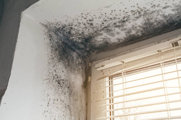 Affordable Black Mold Removal solutions in Pentwater, MI